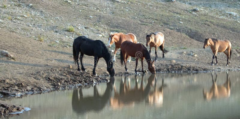 Flock av vildhästar som reflekterar i vattnet, medan dricka på waterholen i området för Pryor bergvildhäst i Montana USA fotografering för bildbyråer Flock av vildhästar som reflekterar i vattnet, medan dricka på waterholen i området för Pryor bergvildhäst i Montana USA fotografering för bildbyråer