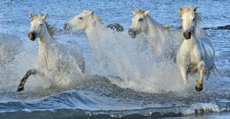 Flock av vita Camargue hästar som kör till och med vatten fotografering för bildbyråer Flock av vita Camargue hästar som kör till och med vatten fotografering för bildbyråer