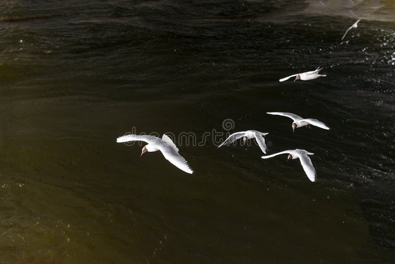Flock av vita seagulls över vattnet, fåglar som svävar över royaltyfria foton Flock av vita seagulls över vattnet, fåglar som svävar över royaltyfria foton