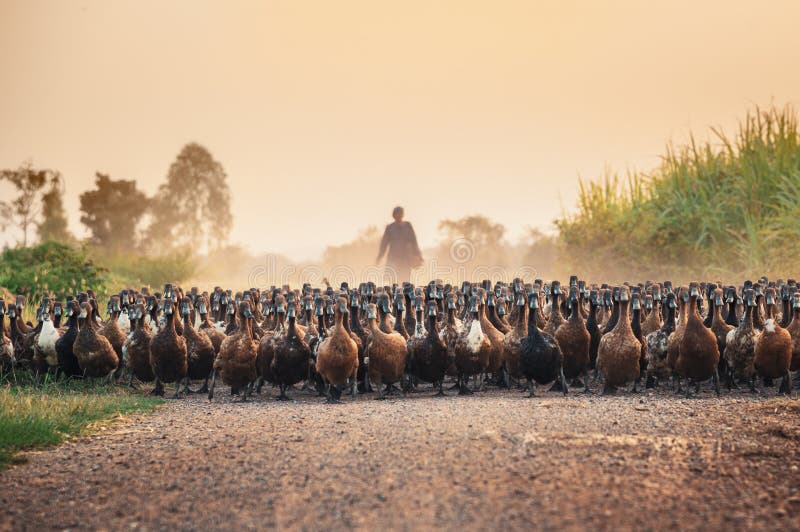 Flock av änder med agronomen som samlas på grusvägen royaltyfri foto Flock av änder med agronomen som samlas på grusvägen royaltyfri foto