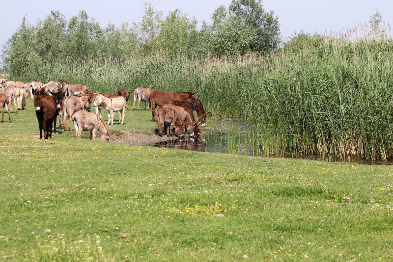 Herd of donkeys drinking water. Herd of donkeys drinking water