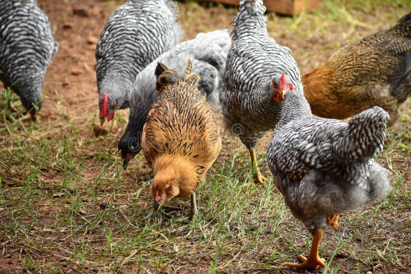 Flock of backyard chickens stock photo. Image of farm 130454006