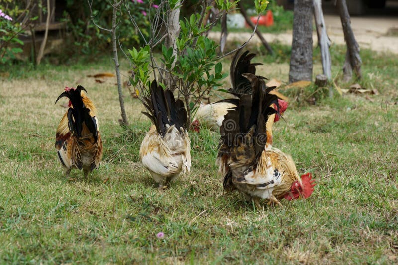 A Flock of Bantam Chickens that Feed on Insects in the Garden Stock