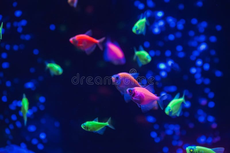 Neon Glow Fish Color Freshwater Aquarium Underwater In The Neon Light The  Screen Is Dark Aquarium Blurry Background Selective Focus Stock Photo -  Download Image Now - iStock