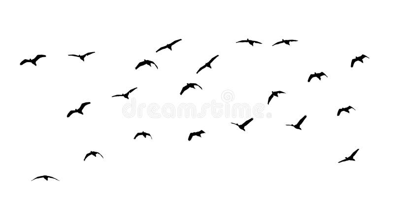 Birds Png Stock Photos - Free & Royalty-Free Stock Photos from Dreamstime