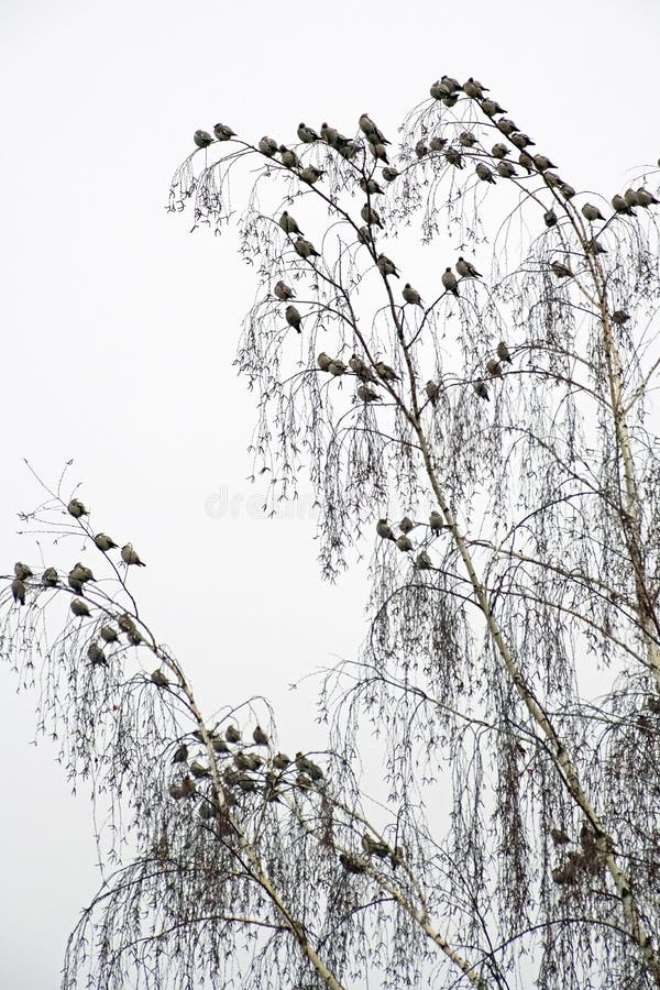 Flock of birds. Bohemian waxwing sits on birch branches. December. Cloudy winter day.