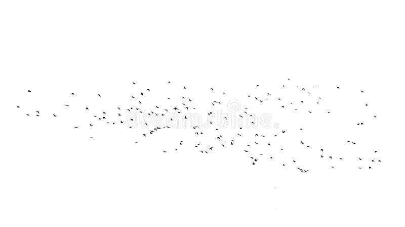 Flock of birds in flight isolated on white royalty free stock photography