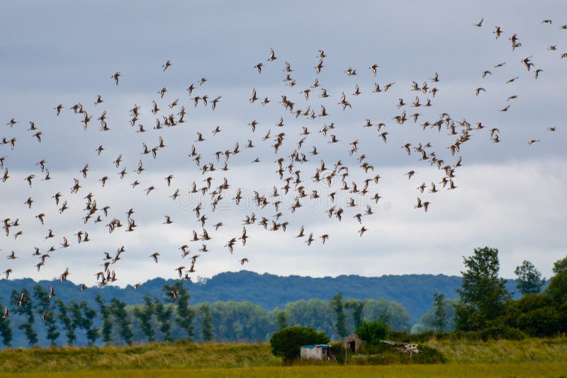 flock of birds flying flock of birds flying