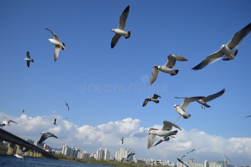 Flock Of Birds Flying Picture. Image 115550411