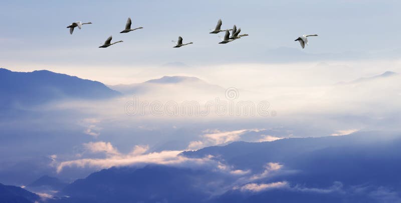Flock of birds flying above the mountains