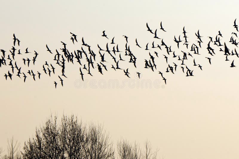 Flock of birds migrating south.