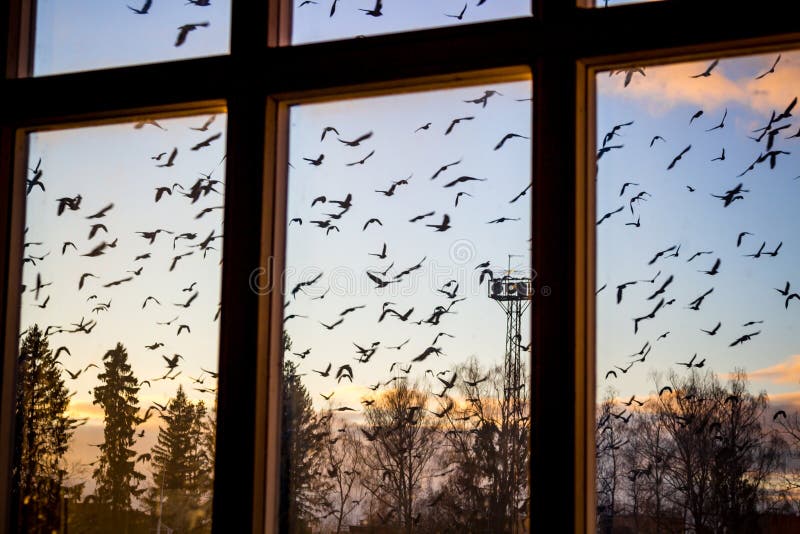 A Flock of Birds Outside the Window Stock Photo Image of outside
