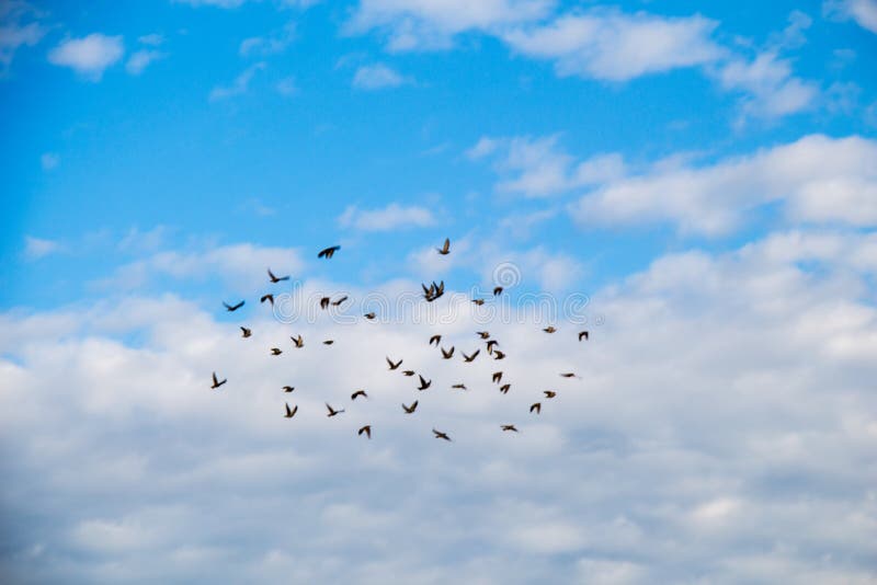 Flock of Birds Fly in the Sky Stock Image Image of birds, black