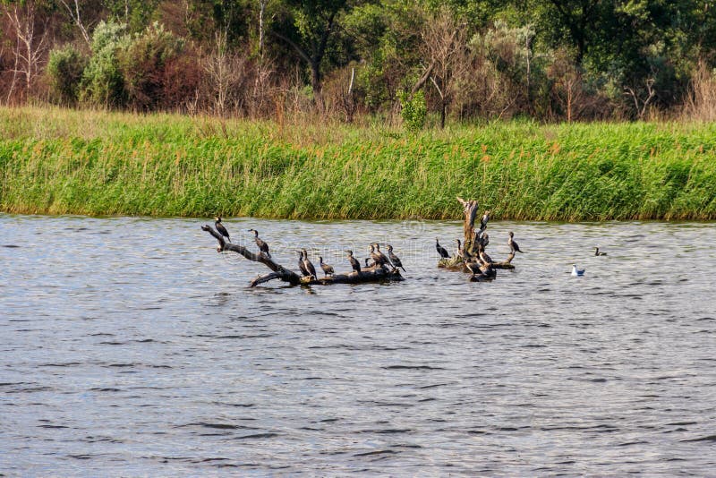 Flock of Birds Sitting on Snag in a River Stock Photo Image of fauna, habitat 264633258