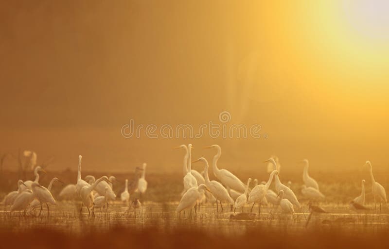 Flock of birds at sunrise in pond