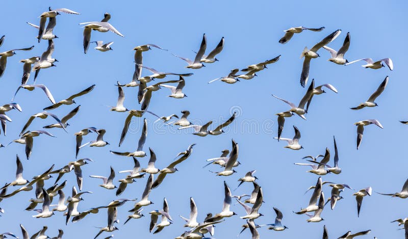 Flock of birds under blue sky