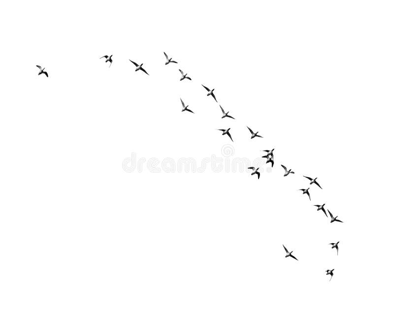 Flock of birds on a white background stock photo
