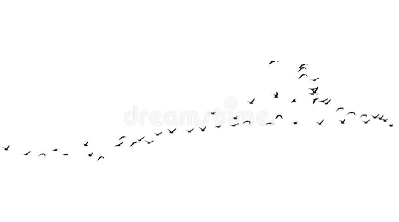 Flock of birds on a white background stock photography