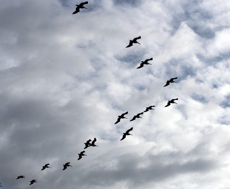 Flock of Black Birds Flying in Formation Stock Image Image of flock