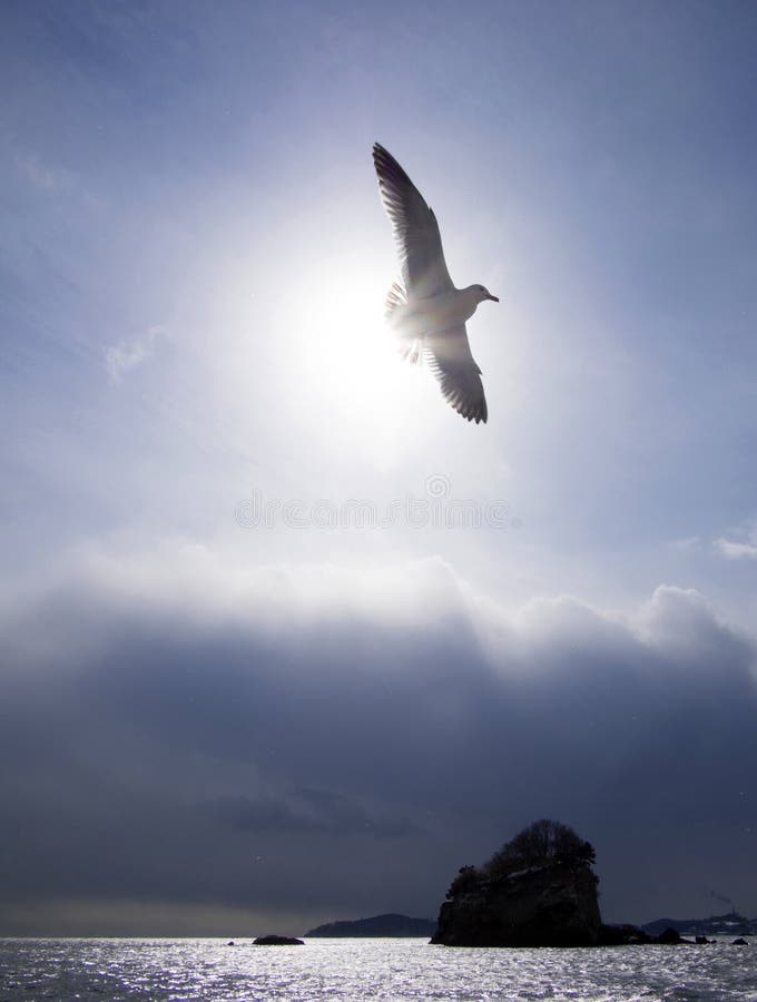 Flock of black tail gull