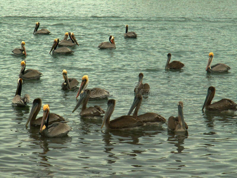 Flock of Brown Pelicans on the Gulf of California, near Mulege, Mexico