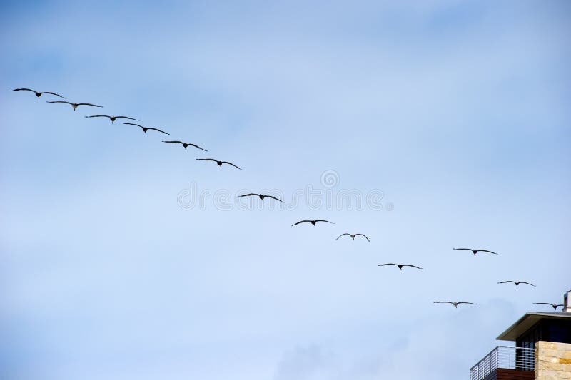 Flock of brown pelicans (pelecanus occidentalis)