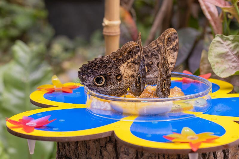 A Flock of Butterflies Sitting in a Bowl of Fruit and Feeding Stock