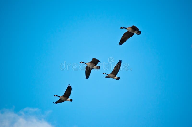 Flock of Canada Geese in Flight