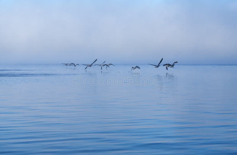 Flock of Canada Geese Flying Over A Lake in Algonquin Park