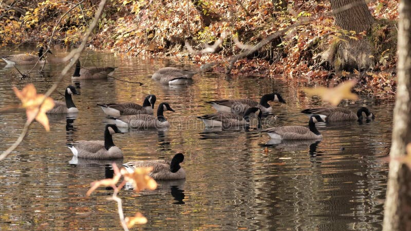 A flock of Canada Goose