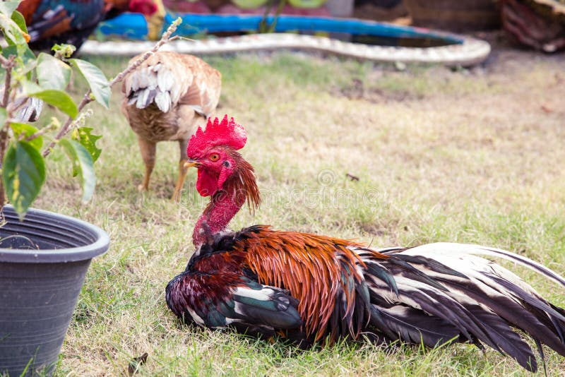 Flock of Chickens Grazing on the Grass Stock Image Image of livestock