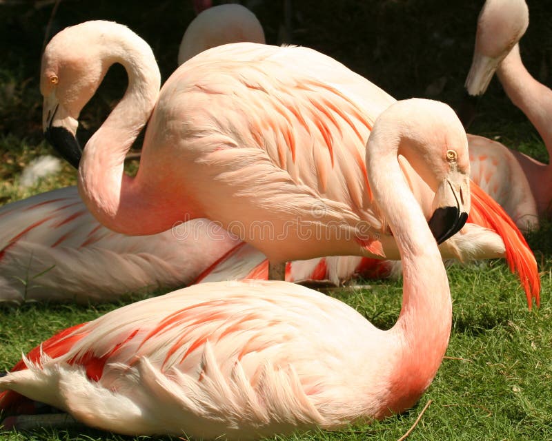 A Flock of Chilean Flamingos