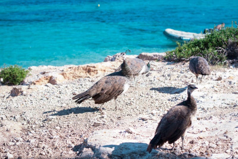 Flock of colourful peacocks walk on rocks of sea coast stock images Flock of colourful peacocks walk on rocks of sea coast stock images