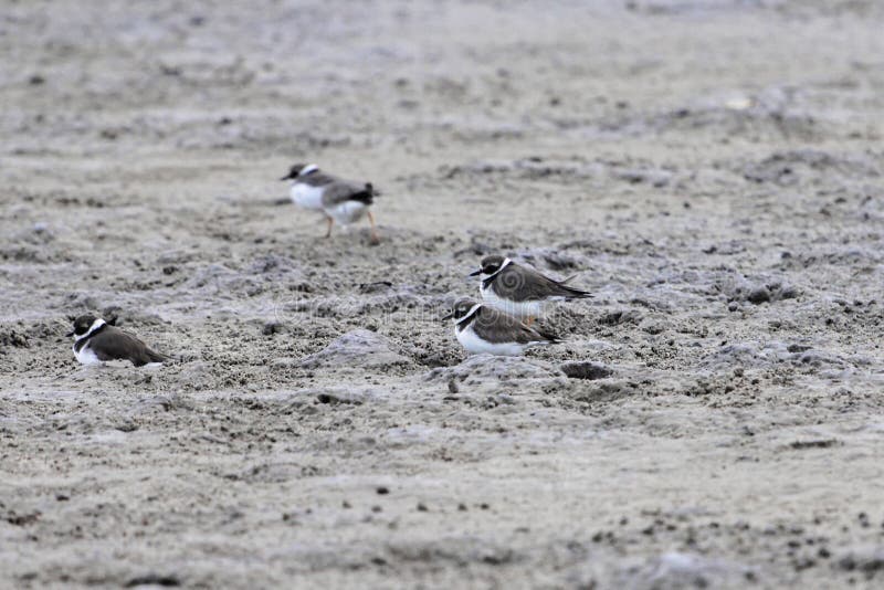 Flock of common ringed plovers or ringed plovers, Charadrius hiaticula, on a mudflat