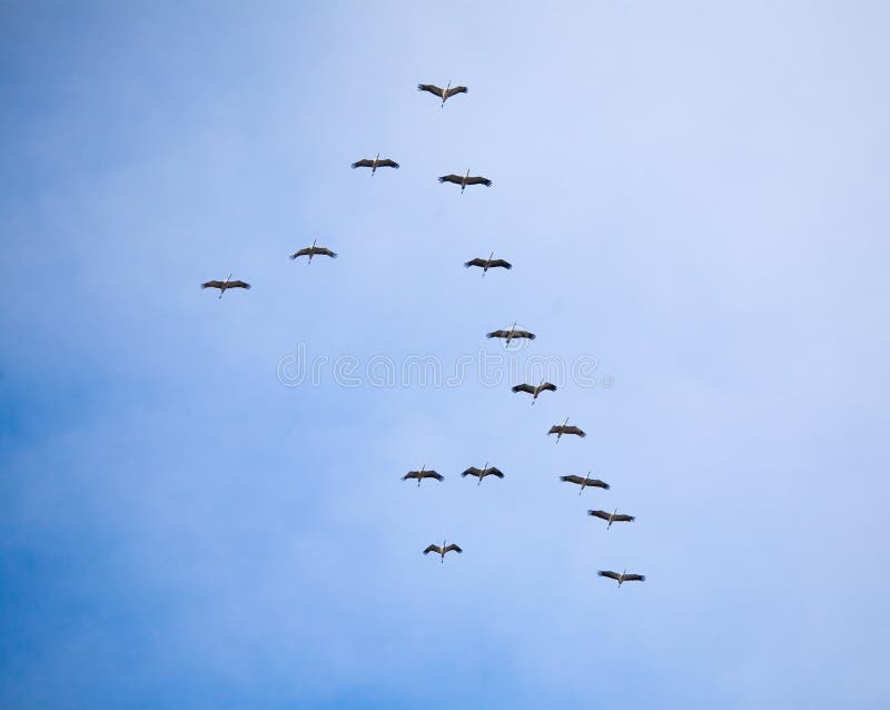 A flock of cranes