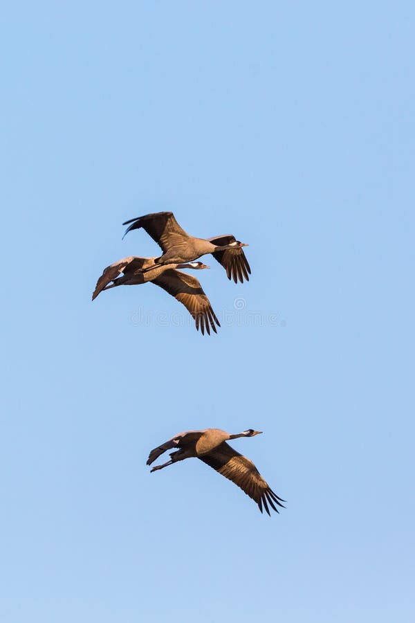 Two flying cranes stock image. Image of nature, grey 22475595