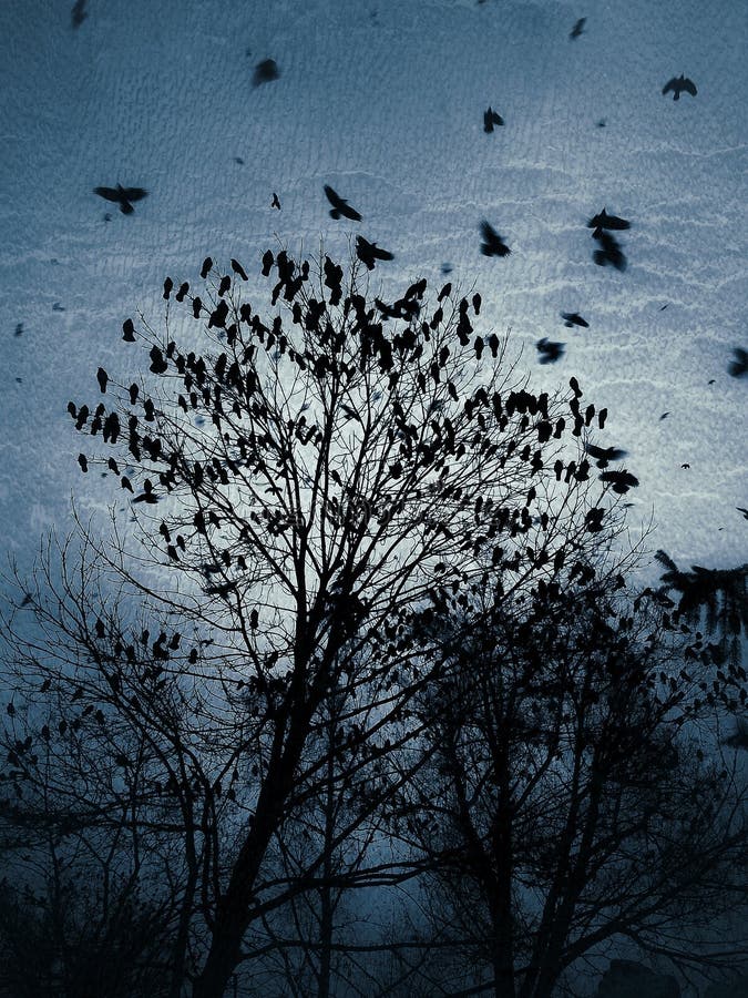 flock of crows meaning flock of crows meaning