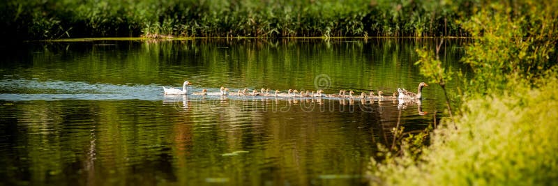 Flock of domestic geese swimming along the river. Banner for design