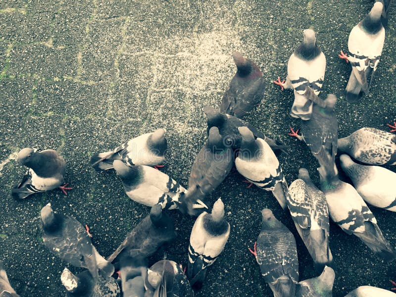 Pigeons feeding on the ground feeding over on top of city paving stones. royalty free stock images Pigeons feeding on the ground feeding over on top of city paving stones. royalty free stock images