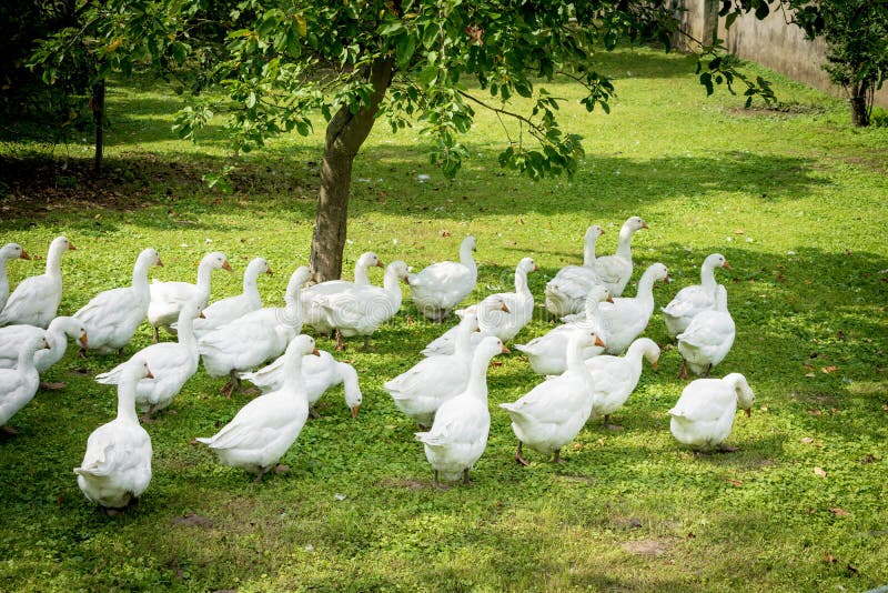 A flock of domestic white geese. White domestic Geese stock image