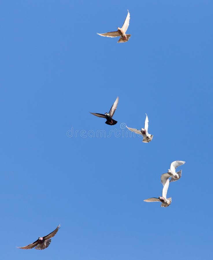A Flock of Doves in Flight Against Blue Sky Stock Photo Image of outdoors, wildlife 105152048