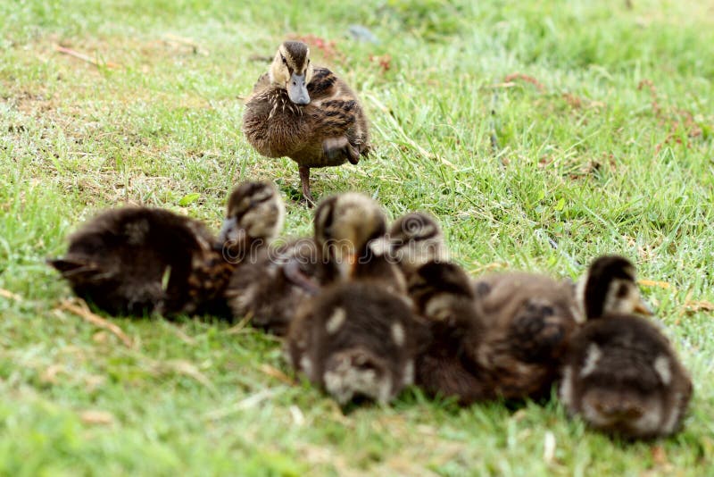 flock of ducks flock of ducks