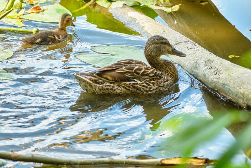 Flock of Ducks on Pond with Water Lily Plants Stock Photo Image of