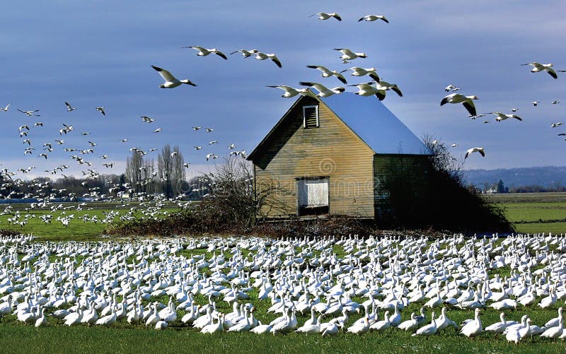 A flock of ducks and seagulls congregate on the grassy lawn in front of an old barn. A flock of ducks and seagulls congregate on the grassy lawn in front of an old barn