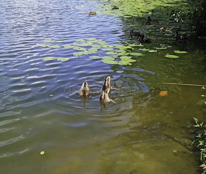 A flock of ducks swims on the river royalty free stock photography