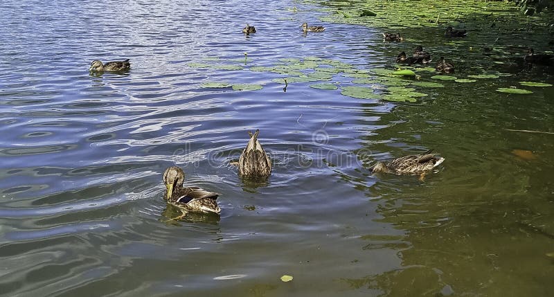A flock of ducks swims on the river stock photography