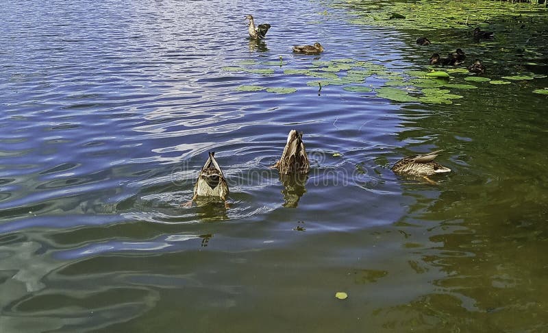 A flock of ducks swims on the river stock photography