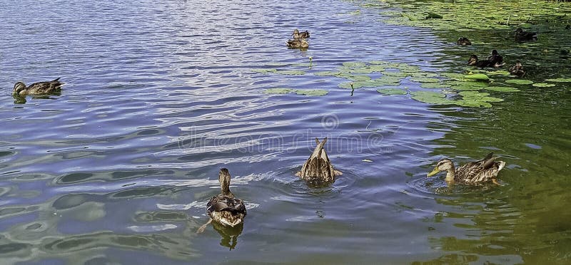 A flock of ducks swims on the river stock photography