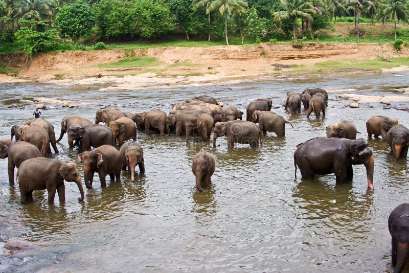 Flock of elefants are bathing in the river