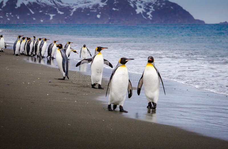 Flock of emperor penguins walk down beach to water`s edge